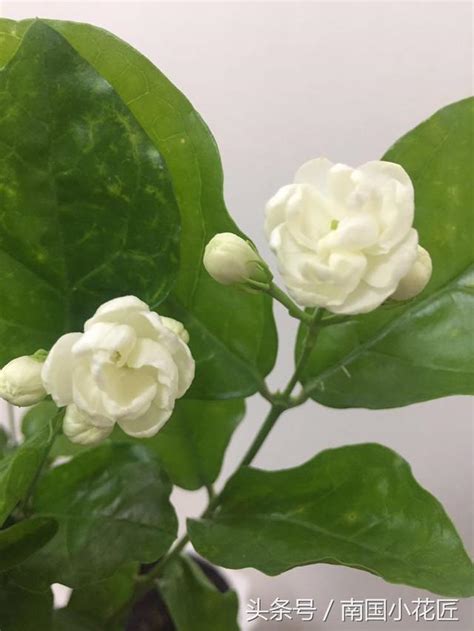 茉莉花種植禁忌|養茉莉，有4「忌」，記一記，花開四季